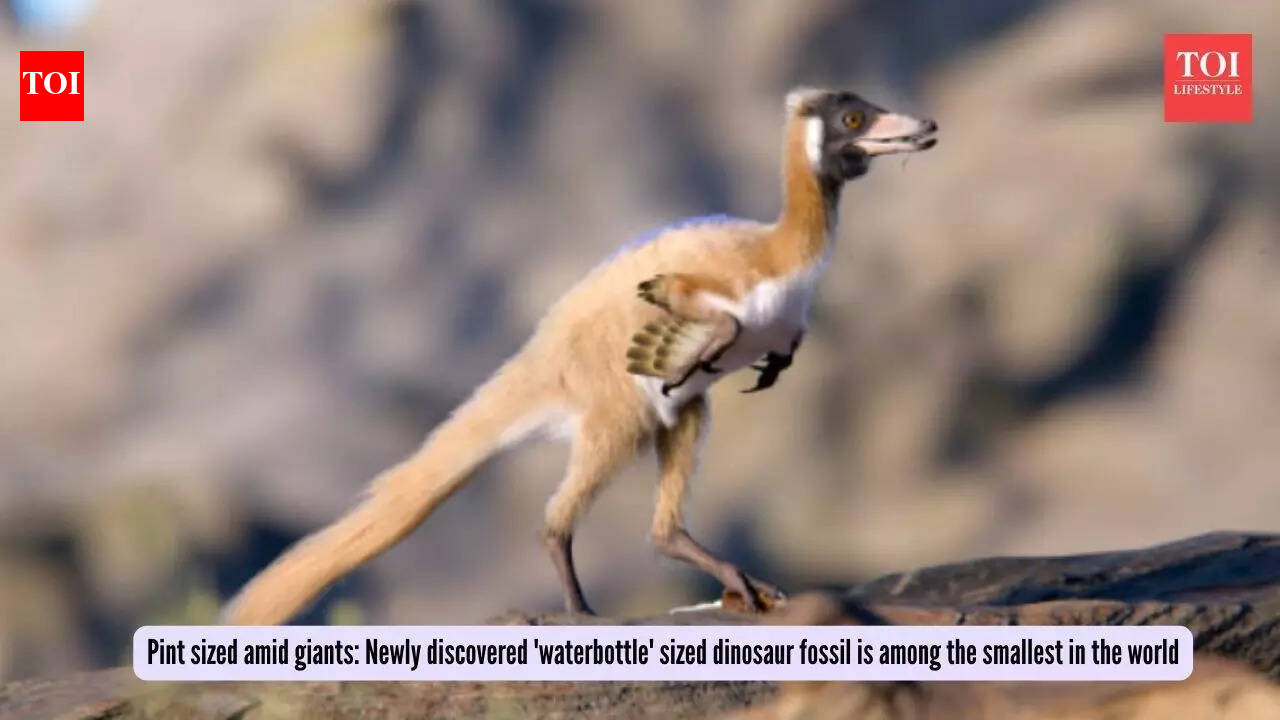 Smallest Dinosaur Fossil: Pint sized amid giants: Newly discovered 'waterbottle' sized dinosaur fossil is among the smallest in the world