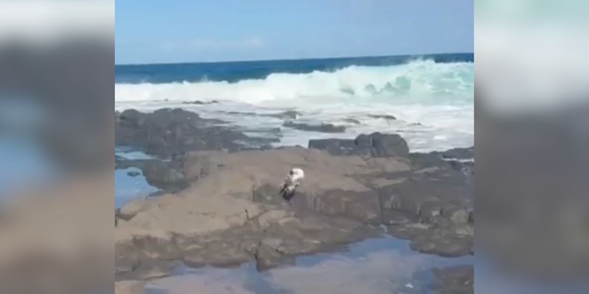 Beachgoer Spots Feathers On Rock — Then Realizes It's A 'Beautiful' Bird In Danger