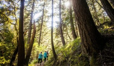 Forest bathing: Reduce stress and burnout, improve sleep and boost well-being with the quiet magic of nature