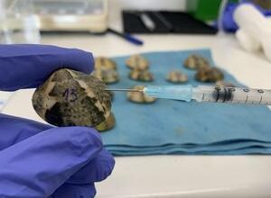 Special issue elevates disease ecology in marine management