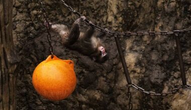 Punch the orphan macaque outgrowing plushie and making friends