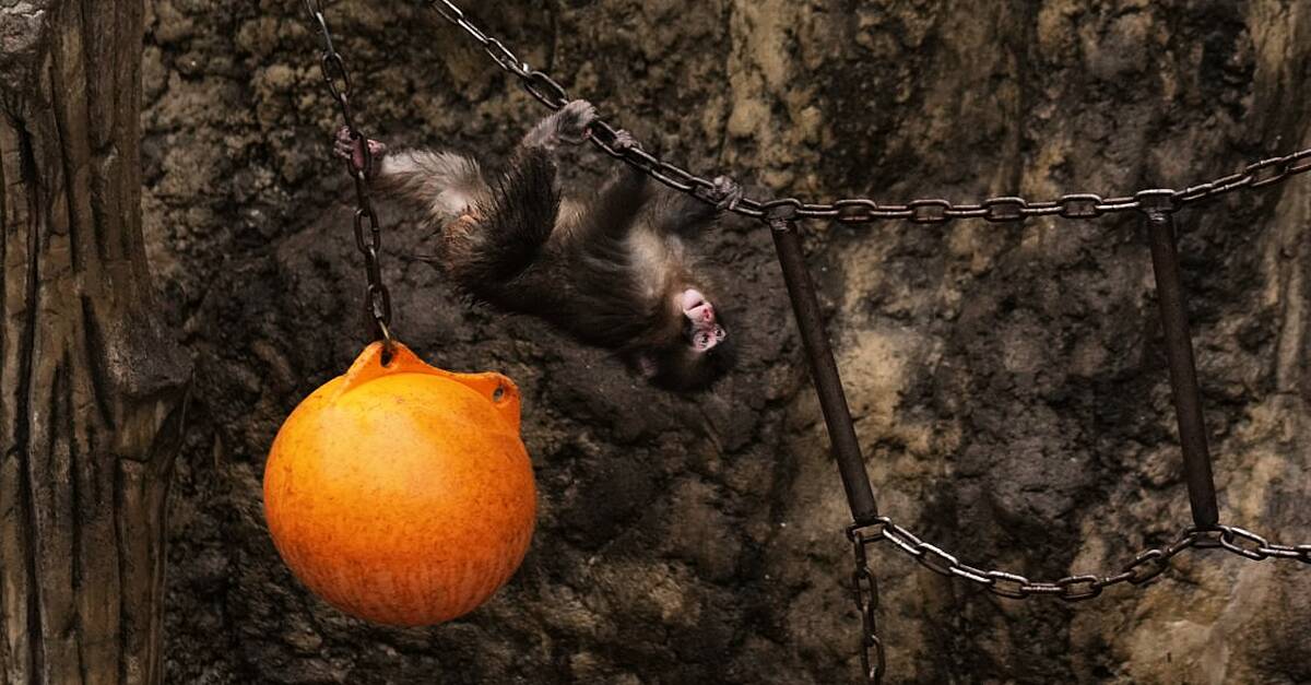 Punch the orphan macaque outgrowing plushie and making friends