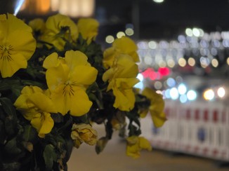 Bokeh check: Galaxy S26 Ultra (115mm, f/2.9, ISO 2000, 1/33s, 4000x3000px)