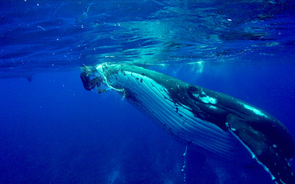 The 50,000-pound humpback whale took it upon itself to push the snorkeler through the water