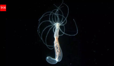 600-million-year-old secret of the human body may lie inside this brainless ocean creature |