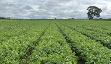 Up to 45 jobs at risk in Kilkenny as liquidator appointed to major vegetable producer – ‘It’s a sad day for the community’
