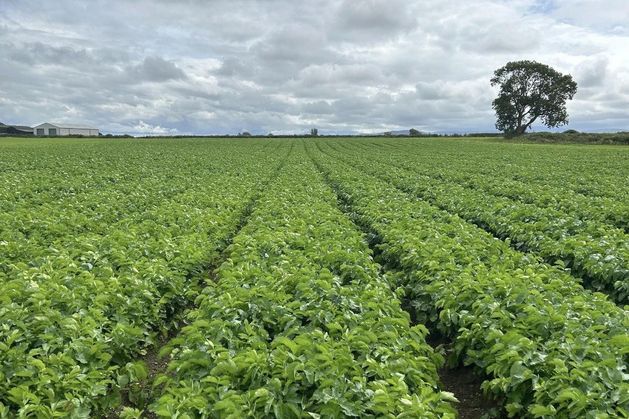 Up to 45 jobs at risk in Kilkenny as liquidator appointed to major vegetable producer – ‘It’s a sad day for the community’