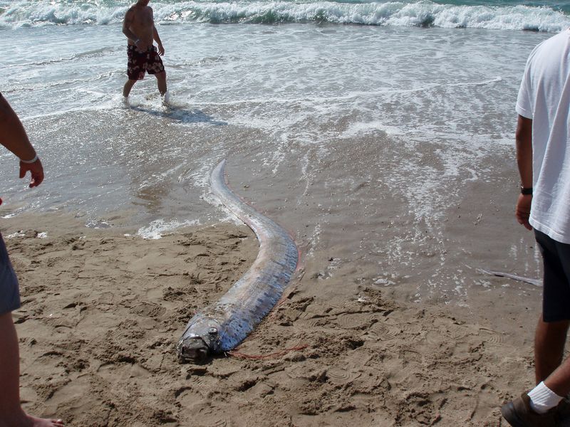 Myth or omen: 2 ‘doomsday fish’ spotted near Mexico beach, why the rare sighting is going viral