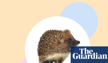Create hedgehog havens – and seven other ways to help our prickly friends | Environment