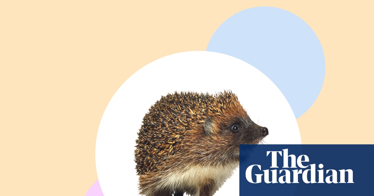 Create hedgehog havens – and seven other ways to help our prickly friends | Environment