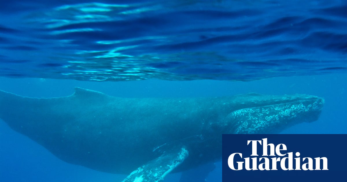 Oldest-known whale song recording provides new insight into ocean sounds | Whales