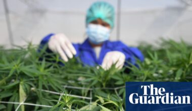 Cannabis is not an effective treatment for common mental health conditions, says review | Cannabis