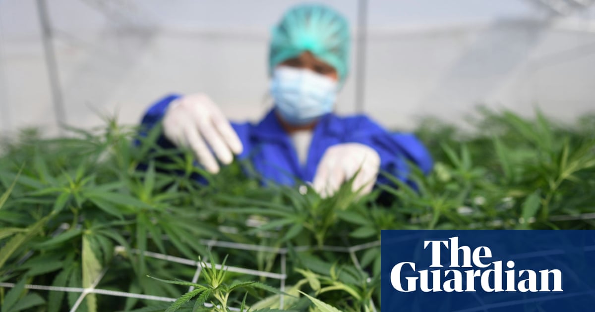 Cannabis is not an effective treatment for common mental health conditions, says review | Cannabis