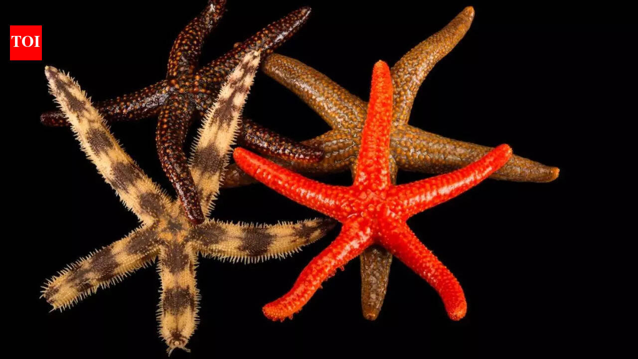 This ocean animal has no blood and survives using seawater instead |