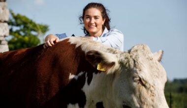 Why I’m turning our stock bull into burgers for the farm shop