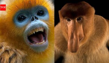 Meet 8 animals with strange noses that are not just for smelling