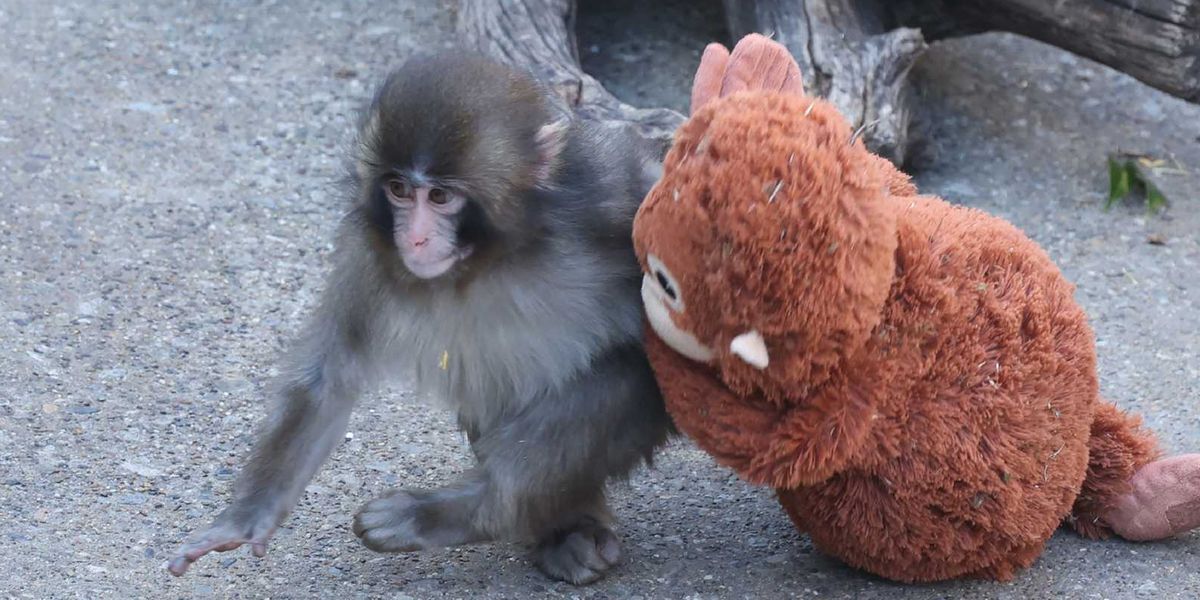 Does Punch the monkey have a girlfriend? Viral footage suggests he might have met his match