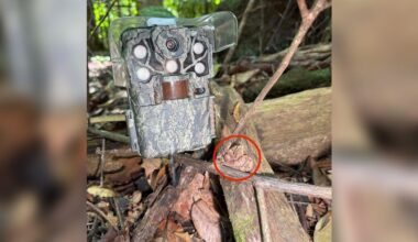 Guy Goes To Fix Trail Camera — And Almost Ends Up In ER With A Rare Bite