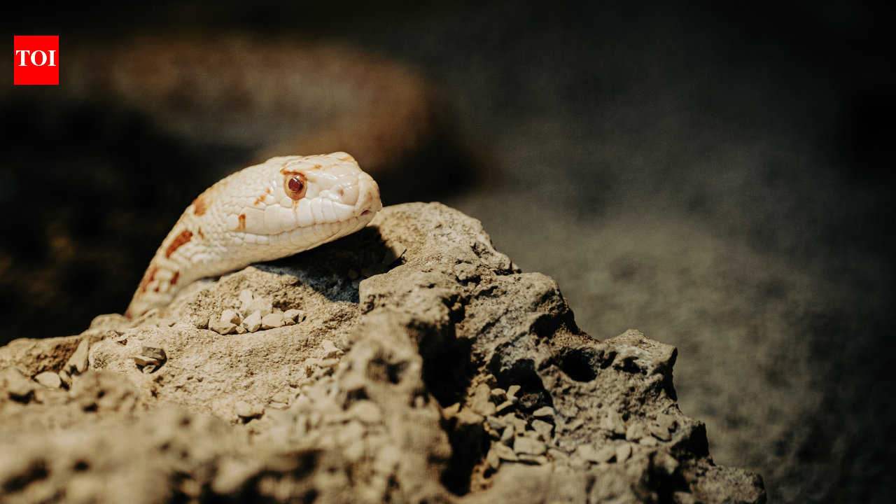 8 most rattlesnake‑infested areas from the Canadian to the Mexican mountain ranges