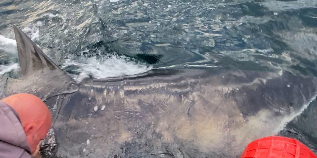 Nearly 1,400-pound great white shark pings near Gulf Coast amid spring breakers