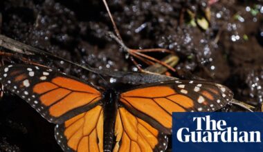 Mexico’s monarch butterfly population jumps 64%, offering hope for at-risk species | Mexico