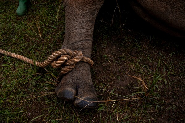 A rhinoceros gets labeled at the Kidepo Rhino Sanctuary before being released to the wild in north-eastern Uganda, Thursday, March 19, 2026. (AP Photo/Moses Dipak)