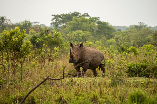 A rhinoceros stands inside the Ziwa Rhino Sanctuary after being darted, which will put it to sleep, as rangers prepare to relocate it to Kidepo Valley National Park in north-eastern Uganda, Thursday, March 19, 2026. (AP Photo/Moses Dipak)