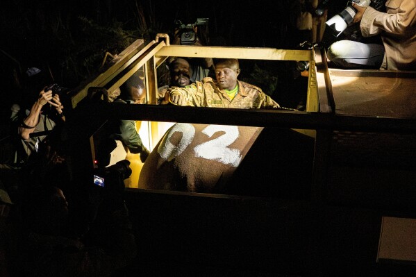 Rangers work with a rhinoceros after it was transported in a crate to Kidepo Valley National Park in north-eastern Uganda, Tuesday, March 17, 2026. (AP Photo/Moses Dipak)