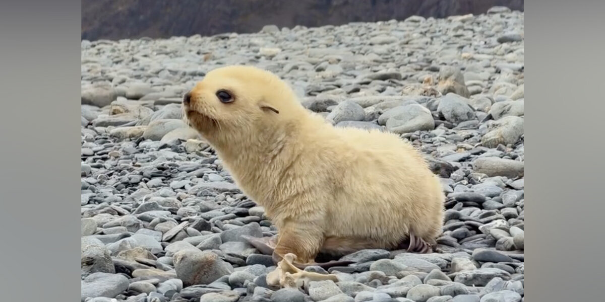 Photographers Can't Stop Gushing Over Island's Adorable 'Miracles Of Nature'