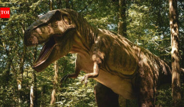 Cartoon character Dooly comes to life? South Korea finds rare ‘baby’ dinosaur from 100 million years ago | World News