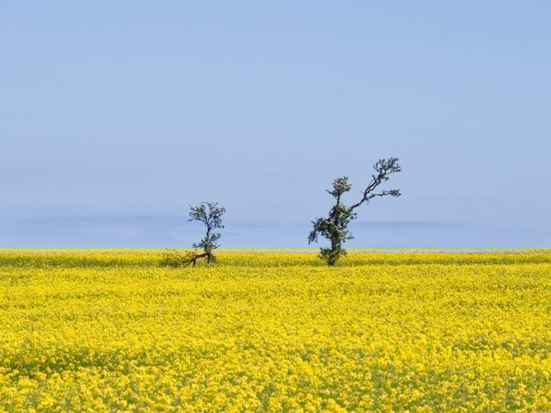 Two sparse trees stand in the middle of a vast yellow field of flowering plants under a clear blue sky, creating a serene and minimalist landscape.