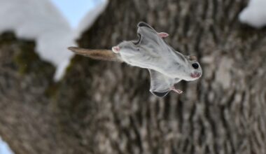 A squirrel flying with wings outstreched