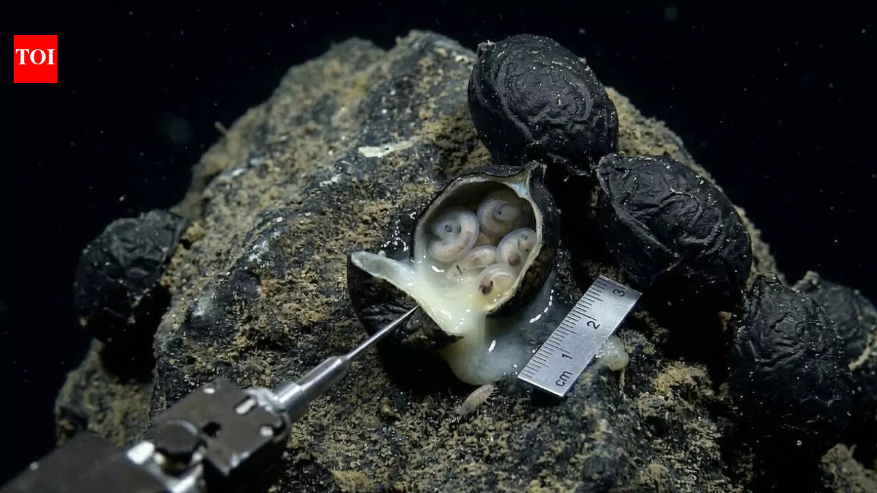 6,200 meters under the Pacific Ocean: Scientists open black ‘eggs’ and make a shocking discovery | World News