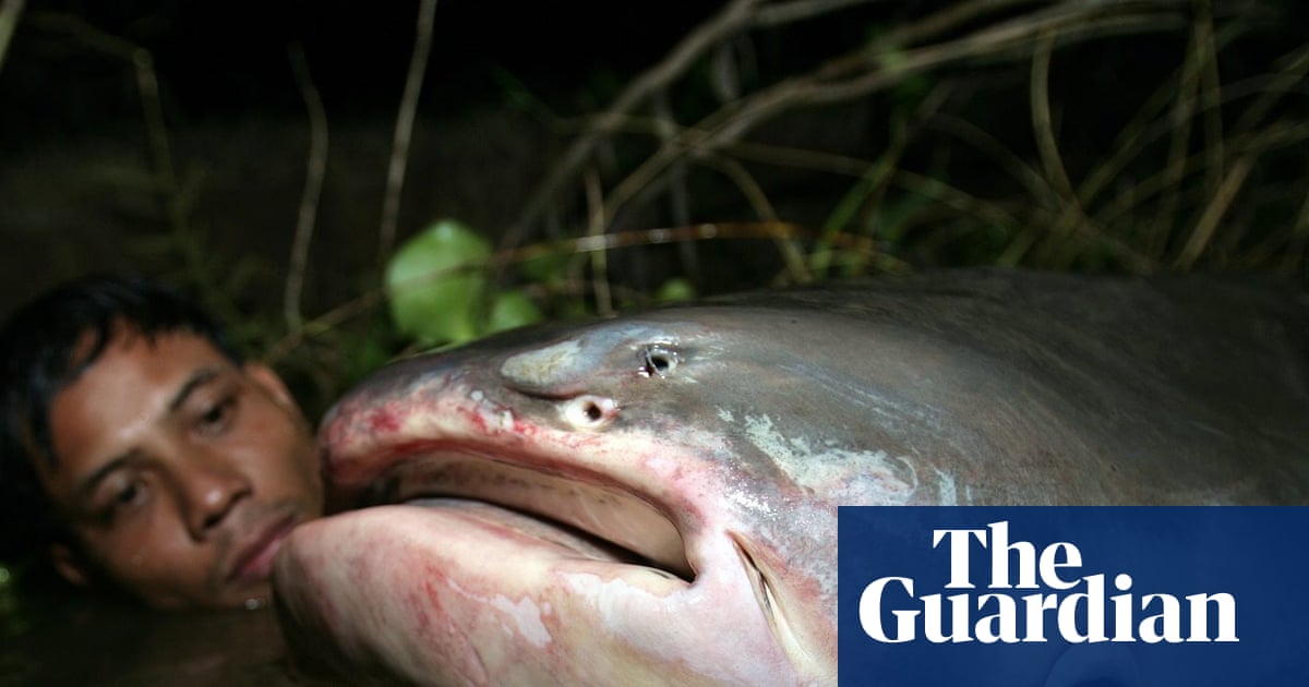 Epic river migrations of fish rapidly collapsing, UN report finds | Fish