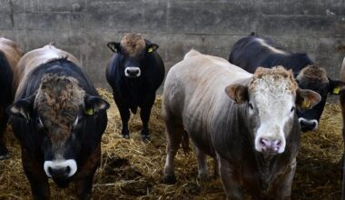 Beef quotes take another hammering – despite soaring export sales