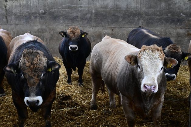Beef quotes take another hammering – despite soaring export sales