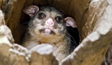 Animals considered extinct for 6,000 years just re-emerged in a New Guinea rainforest