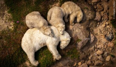 Family Rest by Christopher Paetkau, from Canada. Pic: National History Museum