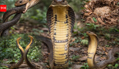 How the king cobra’s behaviour and biology set it apart from other snakes |