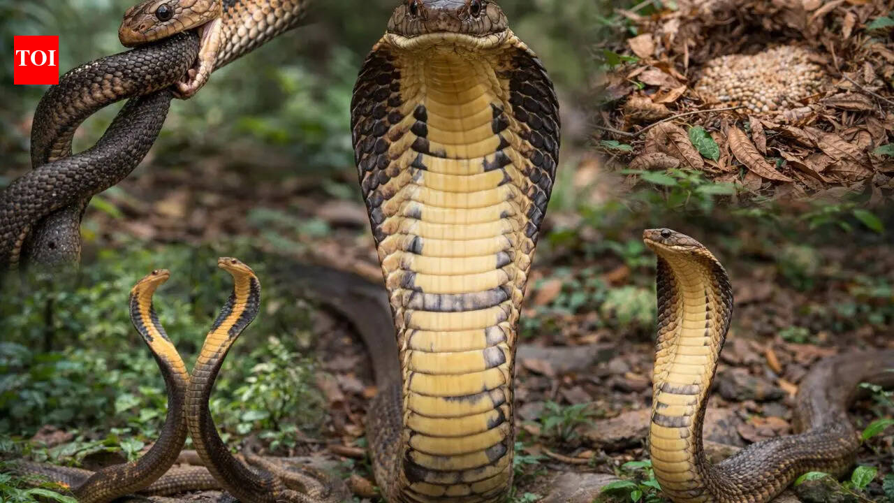 How the king cobra’s behaviour and biology set it apart from other snakes |