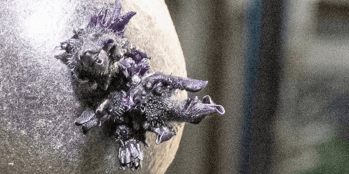 Nasa astronaut shares new photo of twisted purple growth on board International Space Station