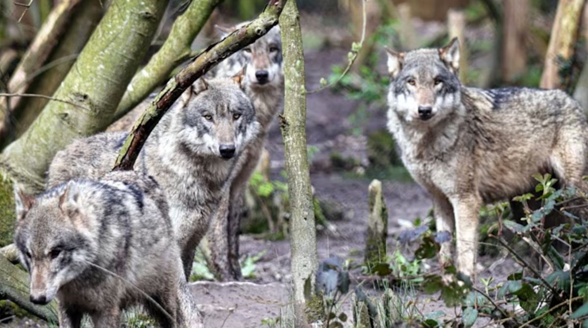 The sad decision was made to put the wolves to sleep