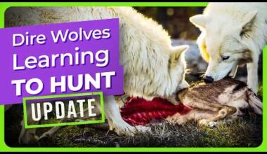 Wolves eat meat! – Why Evolution Is True