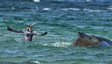Whale rescue latest: Experts in Germany race to save humpback stranded in shallow waters | World News