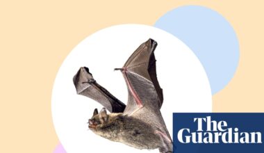 Cut the lights – and seven more ways to save Britain’s bats | Conservation