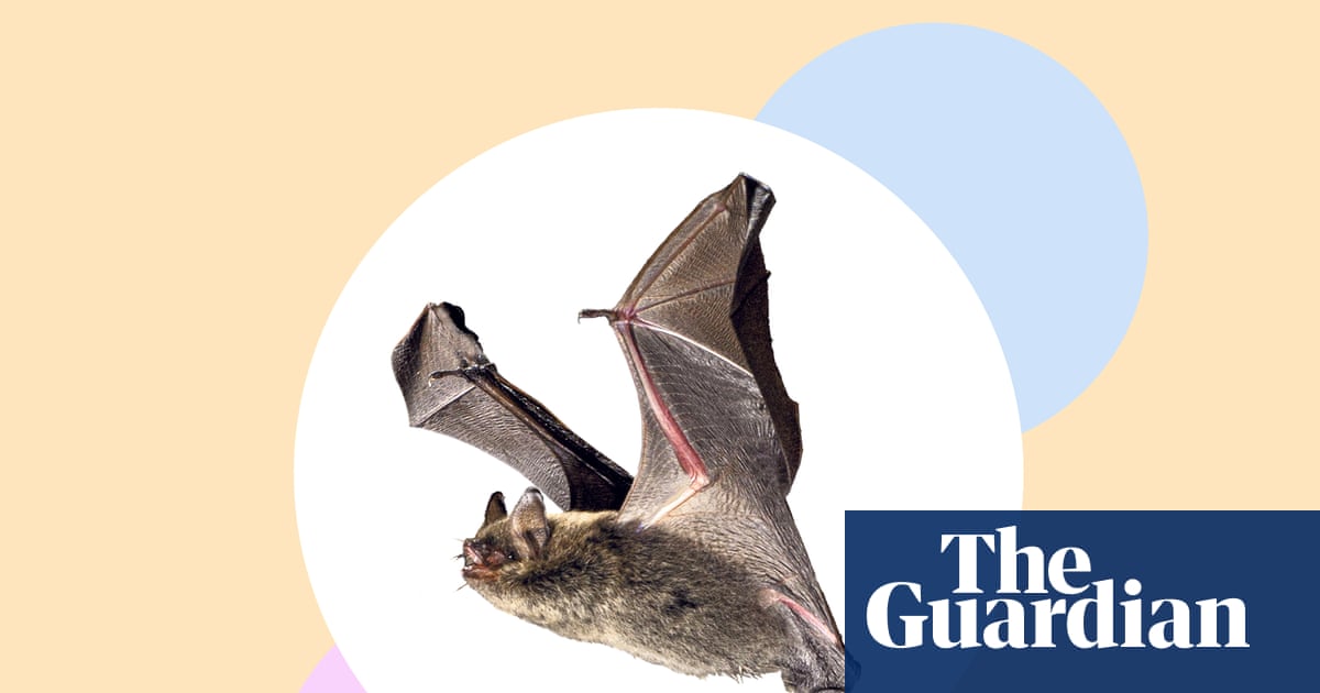 Cut the lights – and seven more ways to save Britain’s bats | Conservation