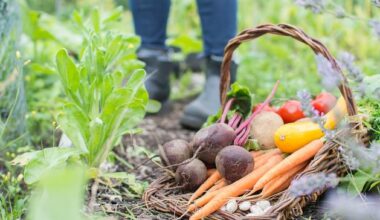 Leave the car at home and grow your own spuds: how to get ahead of the energy surge and spend less