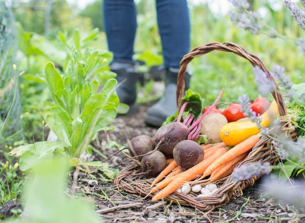 Leave the car at home and grow your own spuds: how to get ahead of the energy surge and spend less