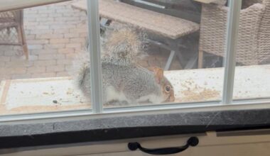 Squirrel Keeps Visiting Woman’s Yard — Then She Realizes Something Isn’t Right