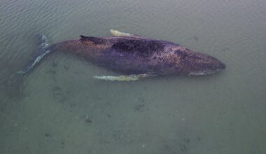 Inside the 76 hour rescue effort to save stranded humpback whale give 0.1% chance of survival